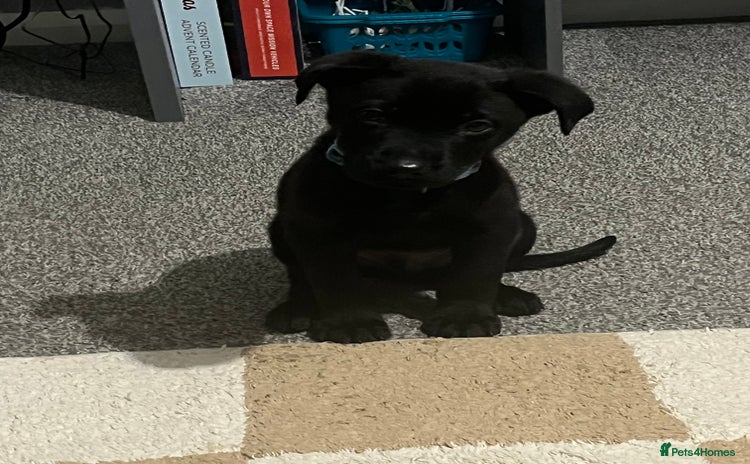 Mixed Breed dogs Male pup  - Advert 1