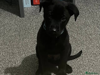 Mixed Breed dogs Male pup - Advert 1