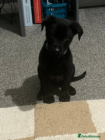 Mixed Breed dogs Male pup - Advert 1