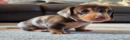 Miniature Dachshund dogs for sale: 4 stunning miniature dachshund pups - Advert 18