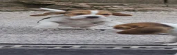 Beagle dogs for sale: Kc registered beagle puppy’s  - Advert 11