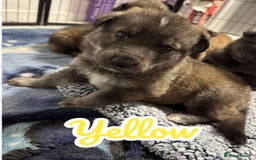 German Shepherd dogs for sale: German Shepherd Puppies  - Image 15