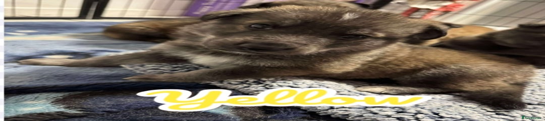 German Shepherd Puppy 4