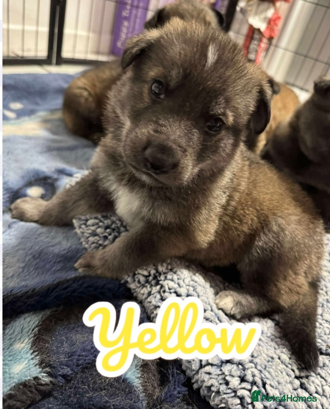 German Shepherd dogs for sale: German Shepherd Puppies  - Image 15