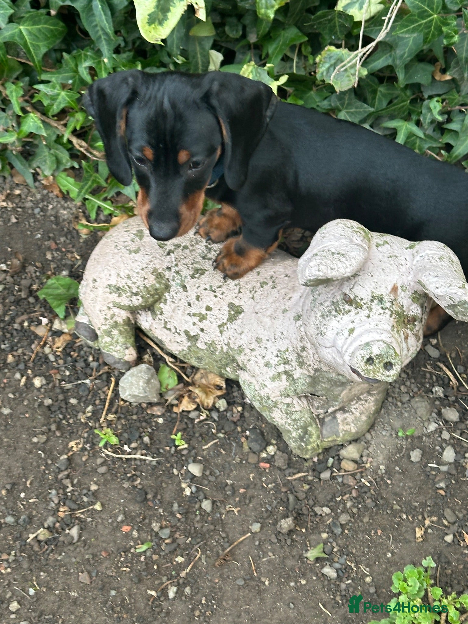 Miniature Dachshund dogs Gorgeous KC reg miniature dachshund puppies  - Advert 1