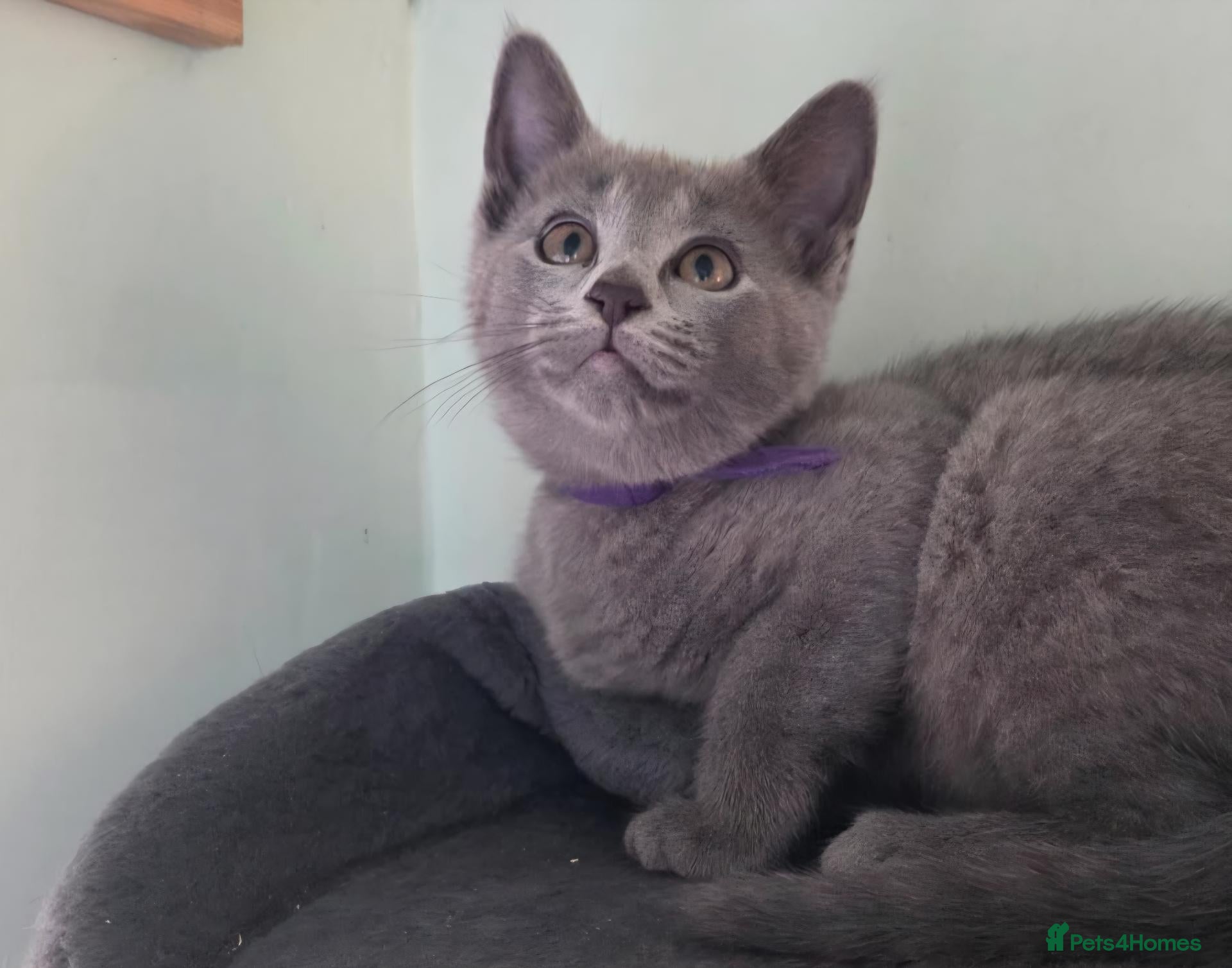 Russian Blue cats Beautiful full Russian Blue Kittens  - Advert 2