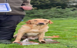 Labrador Retriever dogs for sale: Labrador pup’s for sale  - Image 3