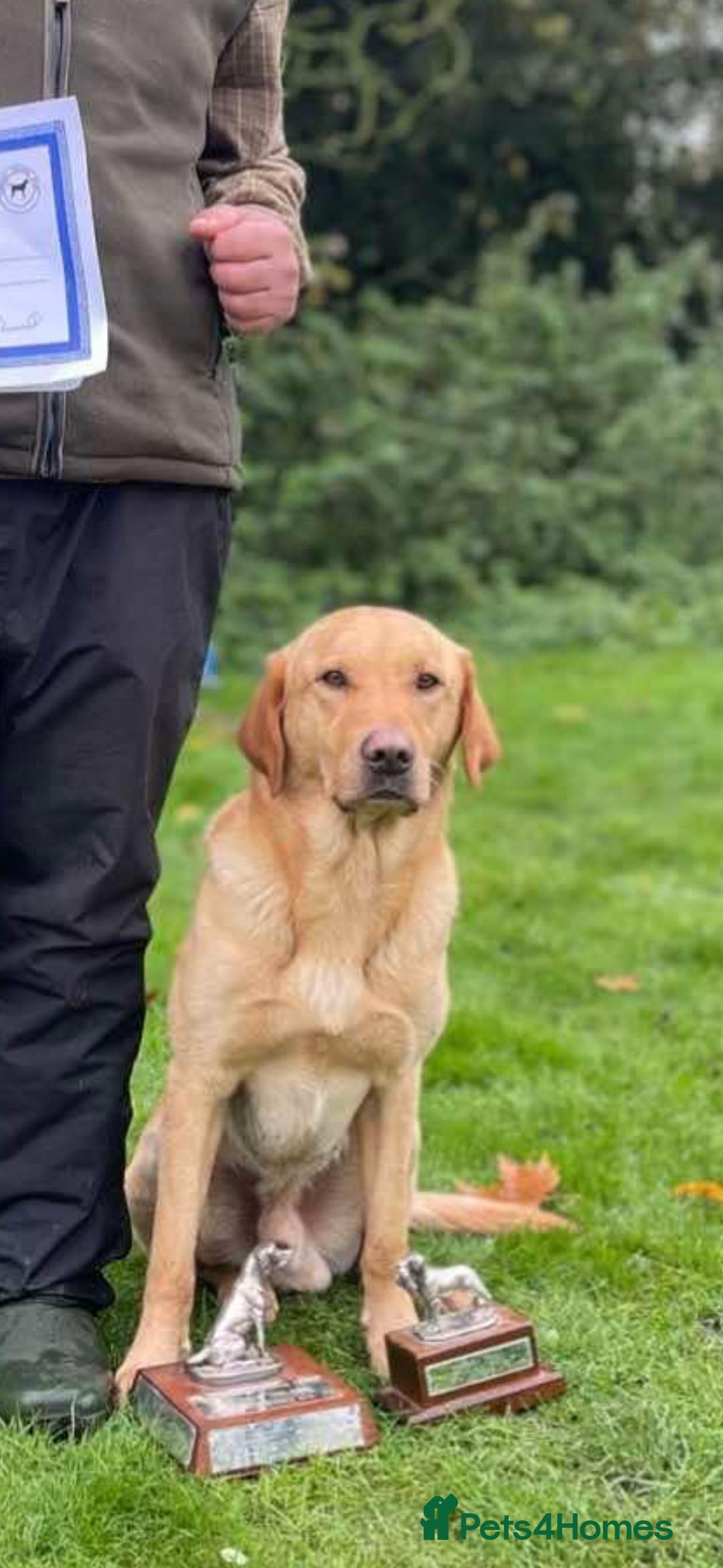Labrador Retriever dogs for sale: Labrador pup’s for sale  - Image 3