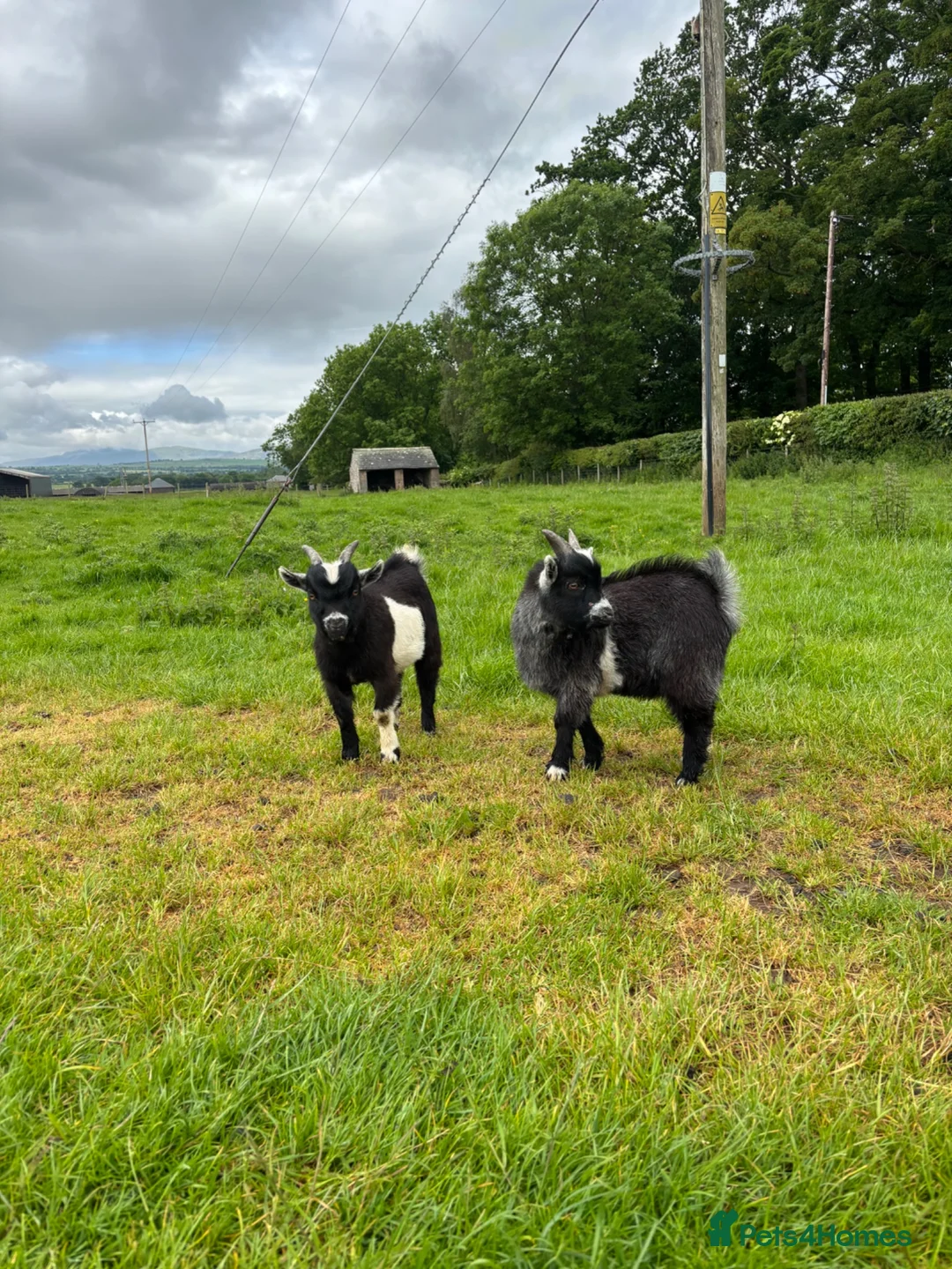 Goats livestock for sale: 2 Billy Pygmy Goats - Advert 2