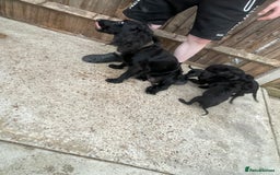 Mixed Breed dogs for sale: Cocker spaniel x lurcher ready to go now !!  - Image 8