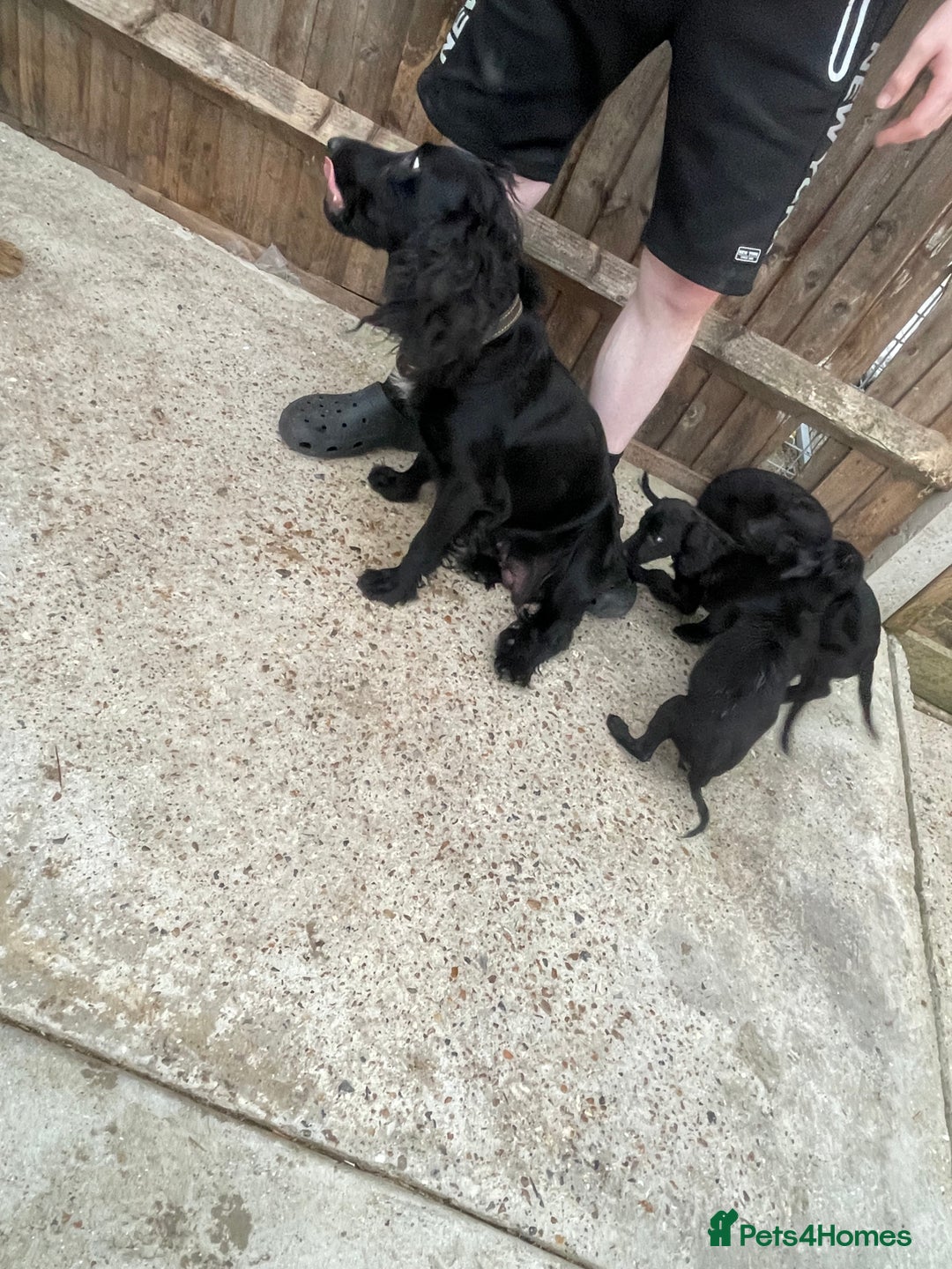 Mixed Breed dogs for sale: Cocker spaniel x lurcher ready to go now !!  - Image 8