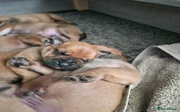 Mixed Breed dogs for sale: Bullmastiff X Puppies - Image 6