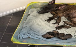 Belgian Shepherd Dog dogs for sale: Dutch herder x malinois Shepherd - Image 2