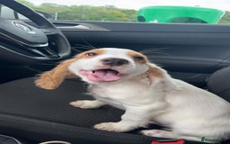 Cocker Spaniel dogs for stud: Gorgeous KC Cocker spaniel for Stud  - Advert 6