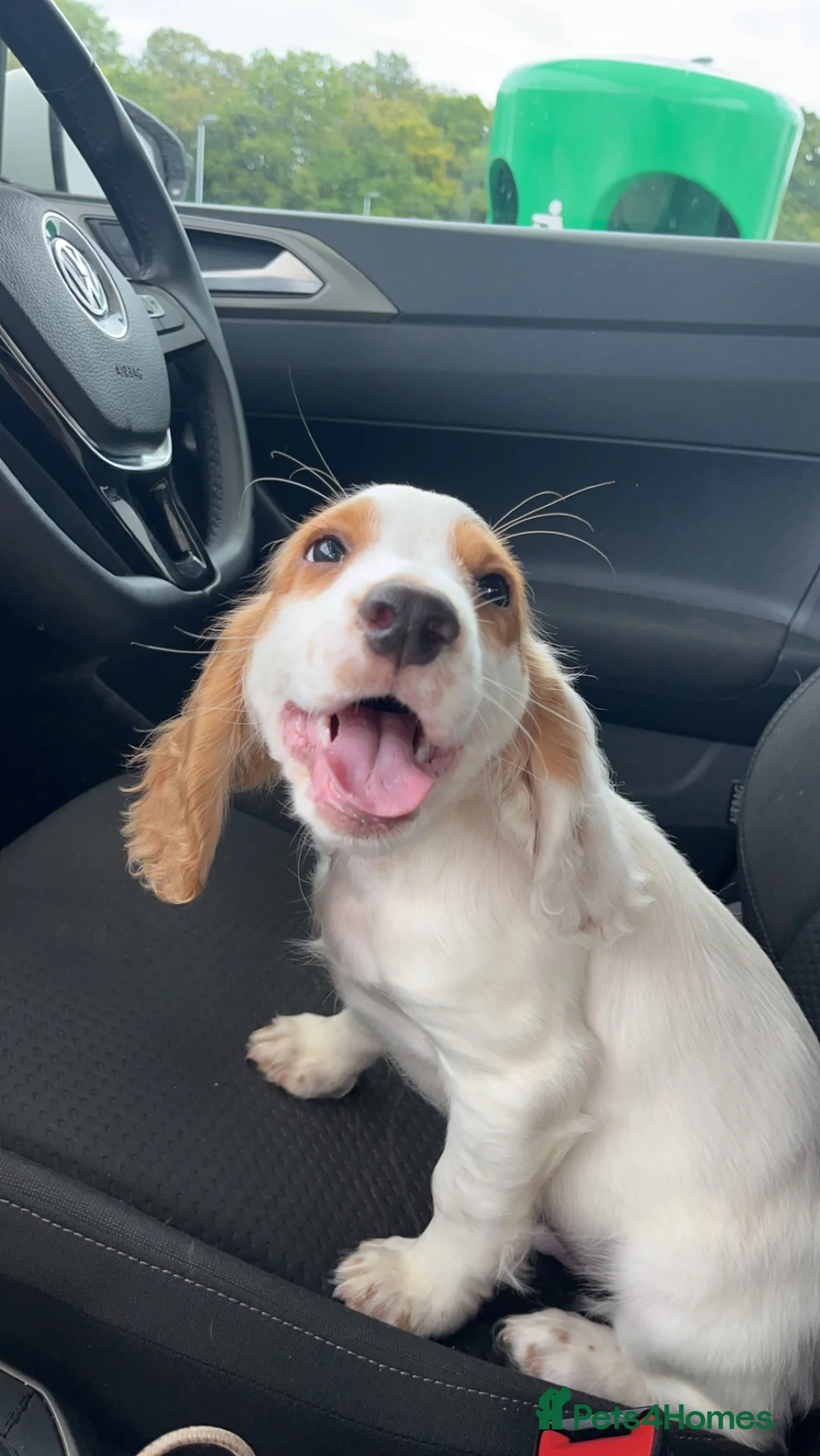 Cocker Spaniel dogs for stud: Gorgeous KC Cocker spaniel for Stud  - Advert 6