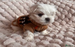 Maltese dogs for sale: ✨💫Tiny Exquisite Bambelina Maltese 💫✨ - Image 13