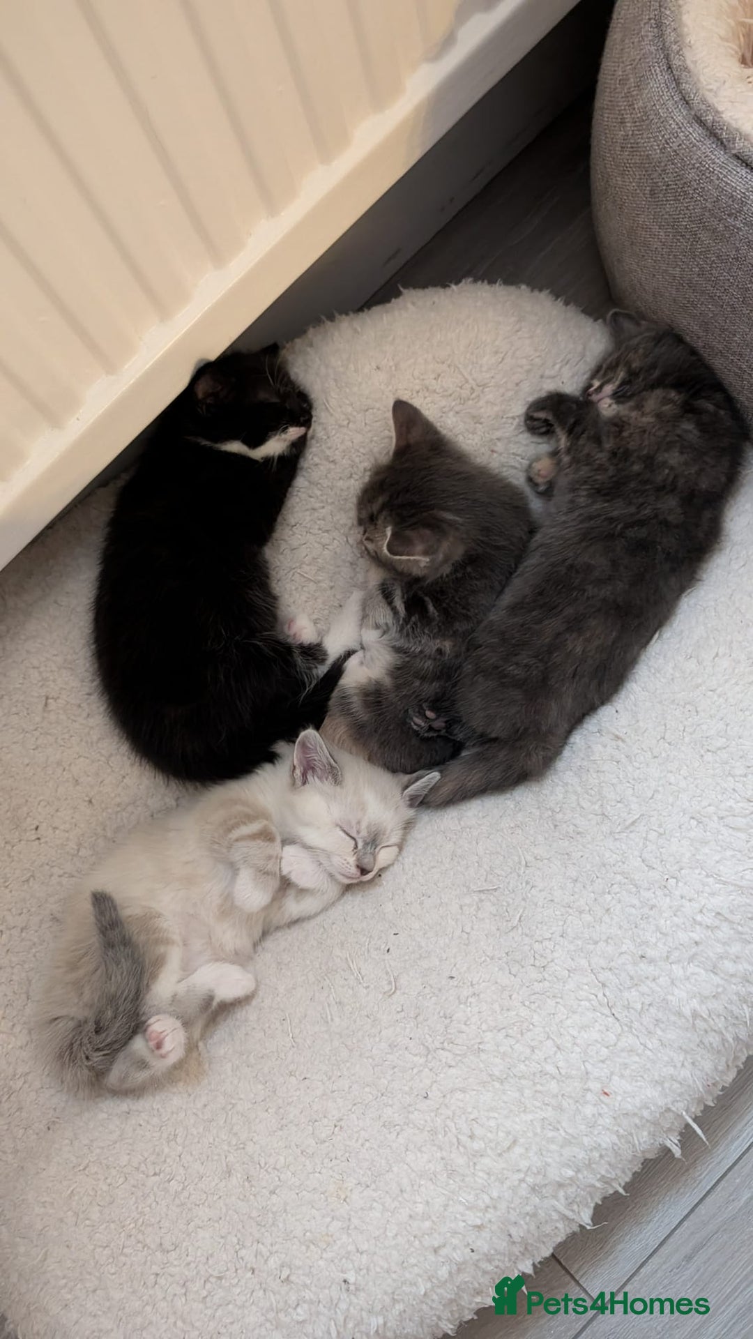 European cats for sale: 4 beautiful kittens for sale - Advert 17