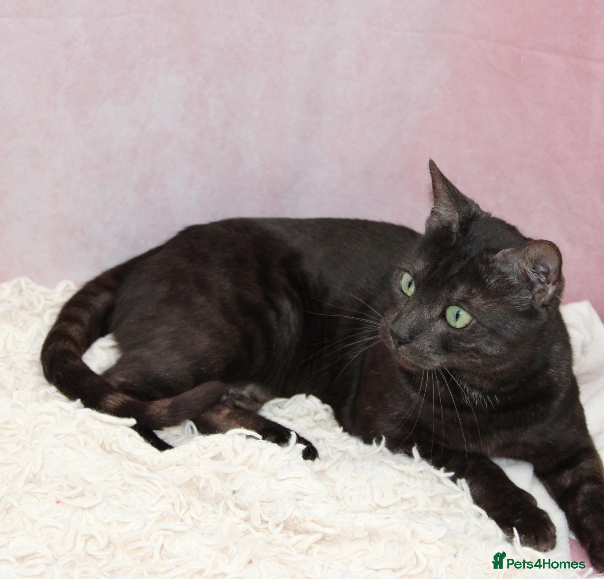 Bengal cats Retired bengal black smoke  - Advert 1
