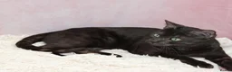 Bengal cats for sale: Retired bengal black smoke  - Advert 11