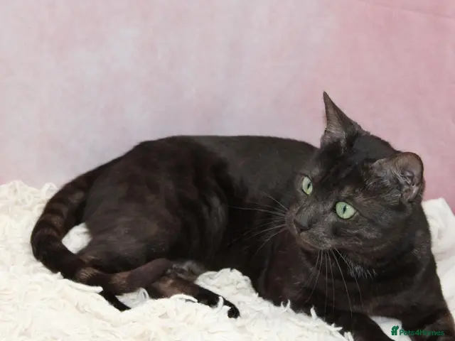 Bengal cats for sale: Retired bengal black smoke - Advert 1