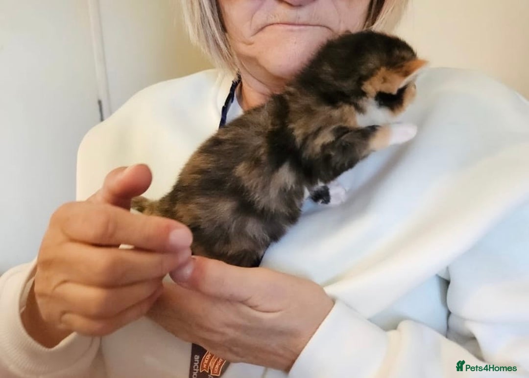Mixed Breed cats for sale: Mixed Breed Kitten - Image 7