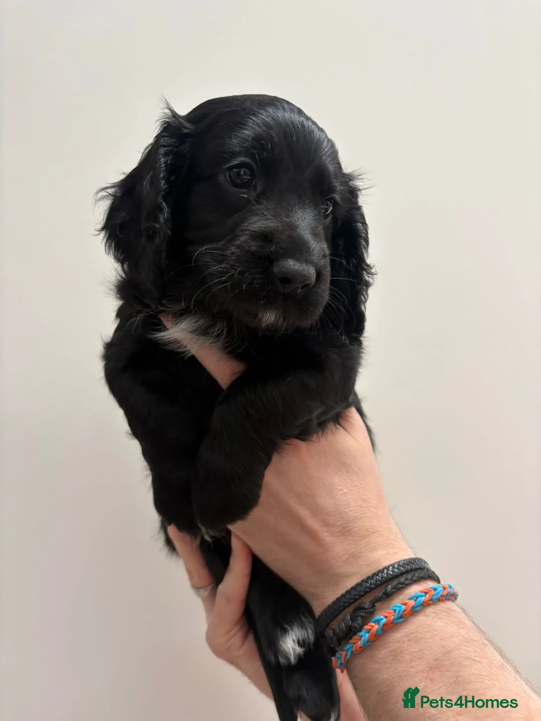 Cockapoo dogs for sale: Last 2 beautiful F1B Cockapoo’s 1 boy and 1 girl❤️ - Advert 6