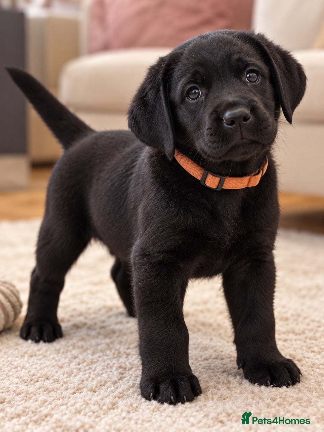 Labrador Retriever dogs Gorgeous Black Labrador Boy, Last One Available 🧡 - Advert 2