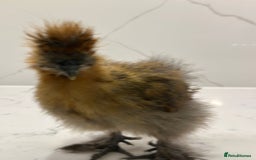Chickens poultry for sale: Silkie and polish chicken looking for rehome  - Image 4