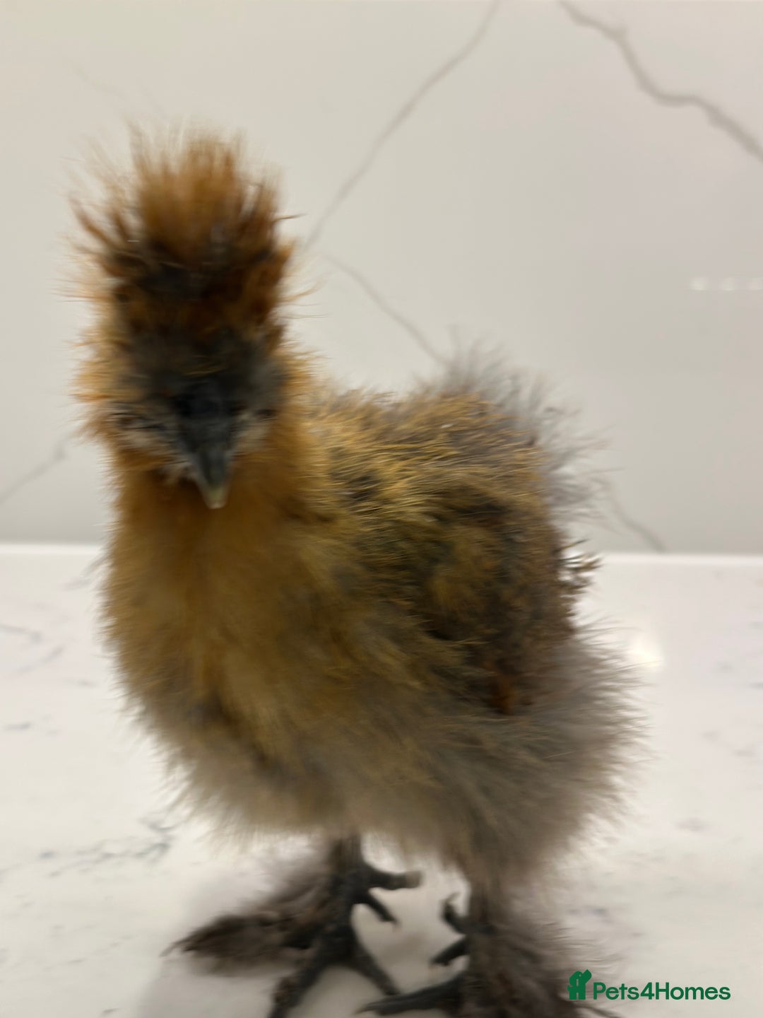 Chickens poultry for sale: Silkie and polish chicken looking for rehome  - Image 4