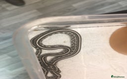 Corn Snake reptiles for sale: Grey Pattern Corn snake  - Image 7