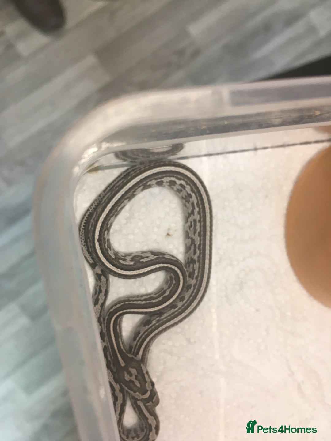 Corn Snake reptiles for sale: Grey Pattern Corn snake  - Image 7