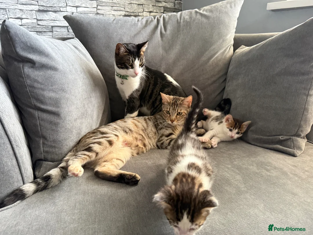Maine Coon cats for sale: Lovely Maine coon cross bengal   - Advert 11