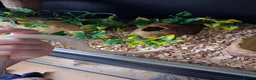 Corn Snake reptiles for sale: Various corn snakes for sale, Snow Tessera & more - Advert 8