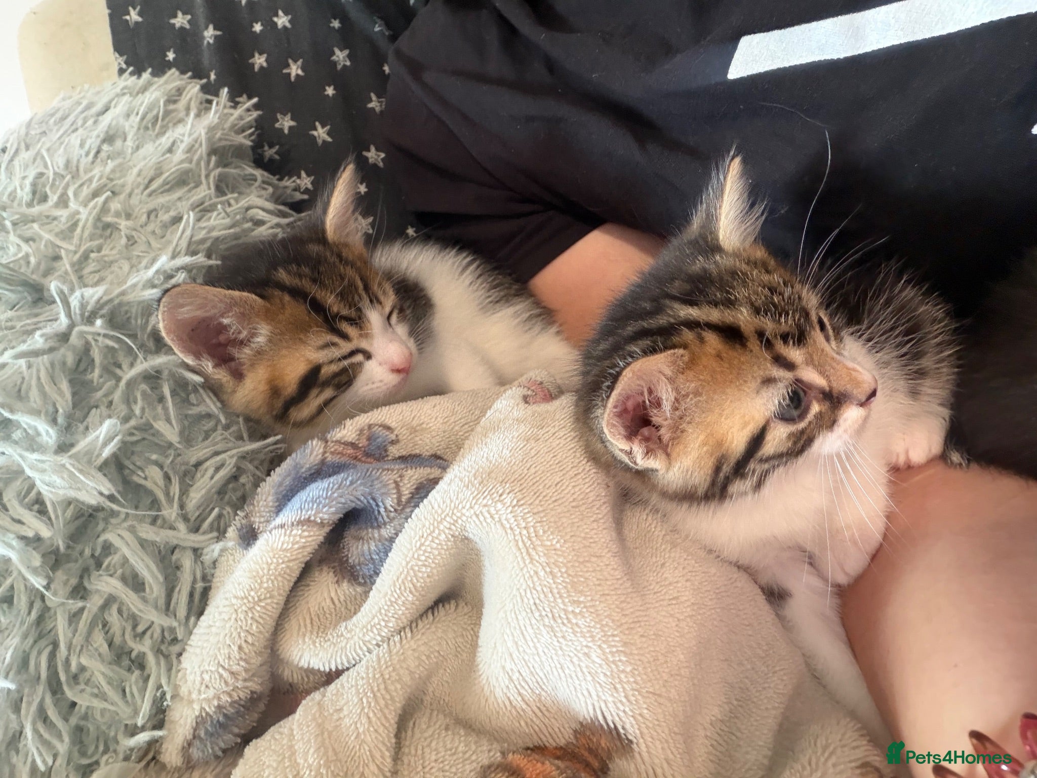 Siberian cats Gorgeous Siberian mixed kittens female male tabby - Advert 13
