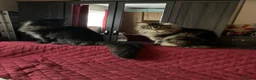 Maine Coon cats for sale: Maine Coon 6 year old female needs a loving home - Advert 3