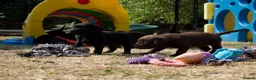 Labrador Retriever dogs for sale: Quality Labrador pups. Health tested parents - Advert 13