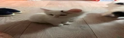 Mixed Breed cats for sale: X2 kittens available 8 weeks old long hair white  - Advert 5