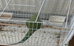 Parrots birds for sale: Green neck baby Parrot - Image 1