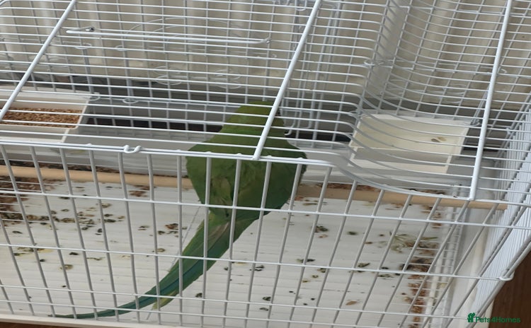 Parrots birds - Advert 2