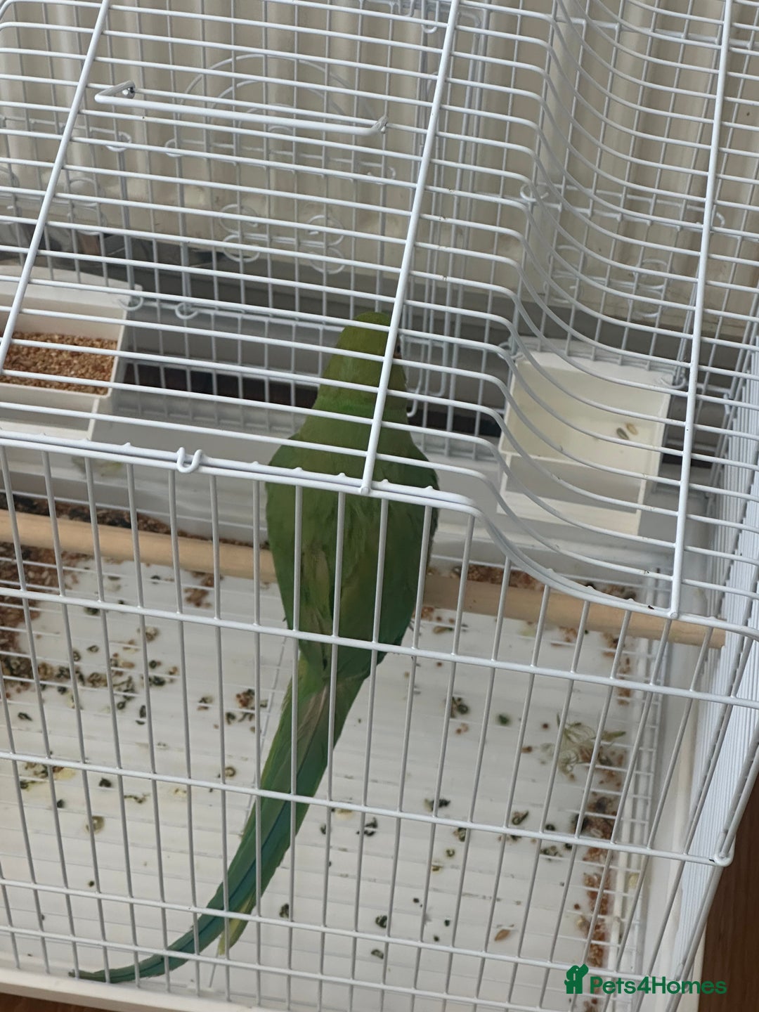 Parrots birds for sale: Green neck baby Parrot - Image 1