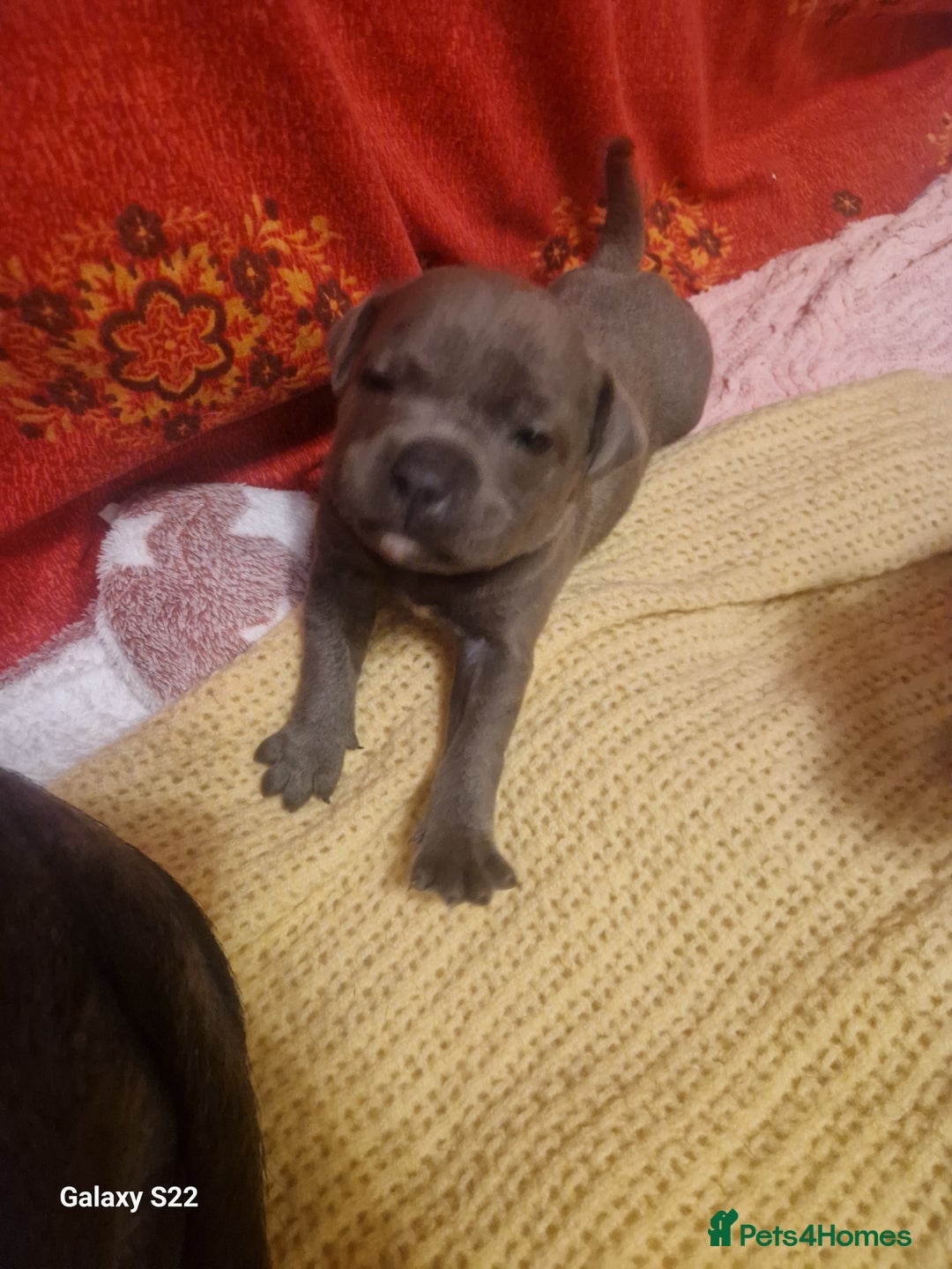 Staffordshire Bull Terrier dogs for sale: PIRO X PHARAON BLUE PUPS - Advert 9