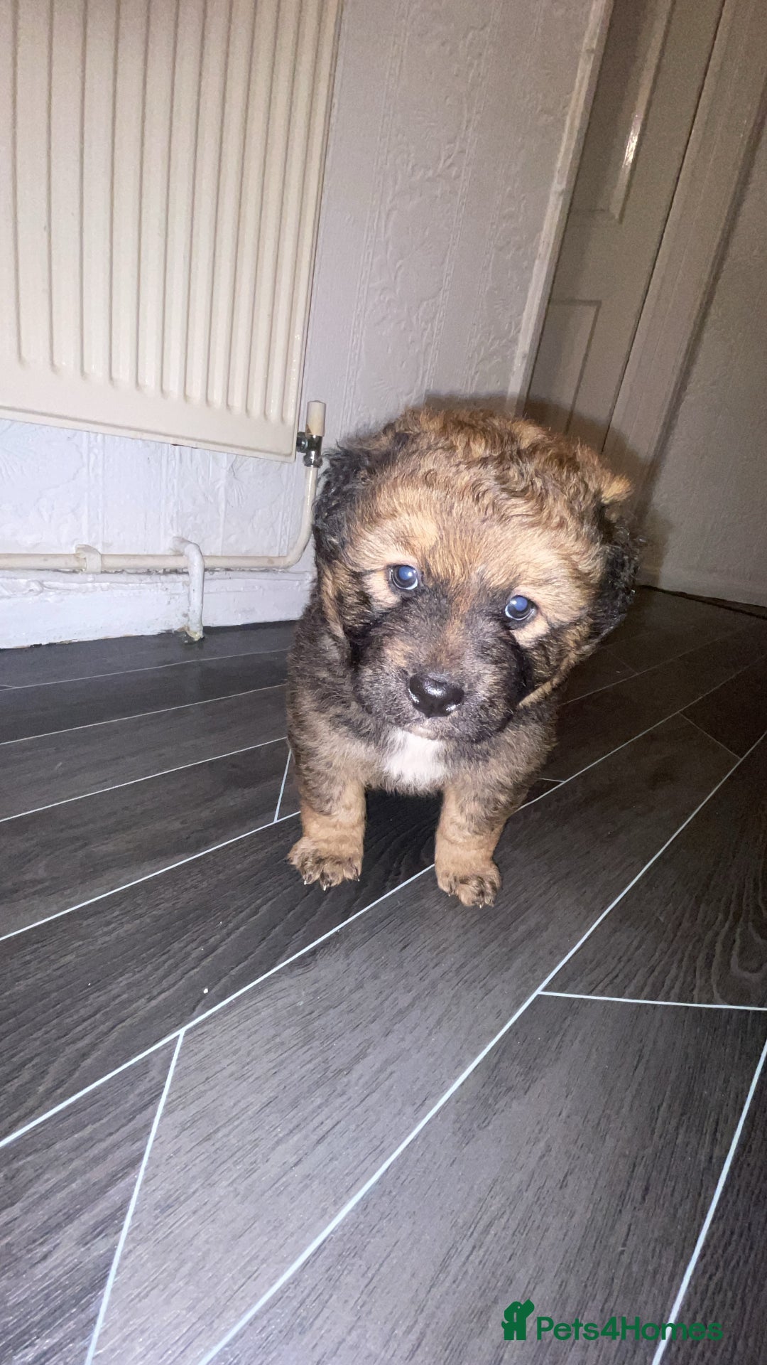 Mixed Breed dogs for sale: *only 1 male left* Malkita puppies 4 boys - Advert 29