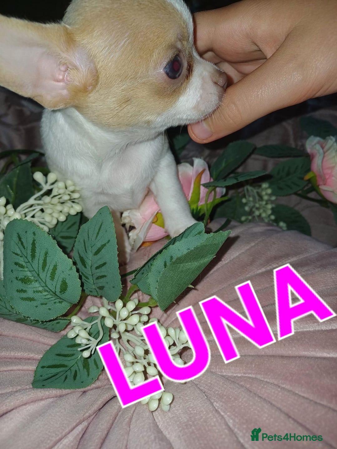 Chihuahua dogs for sale: Chihuahua pups stunning - Image 26