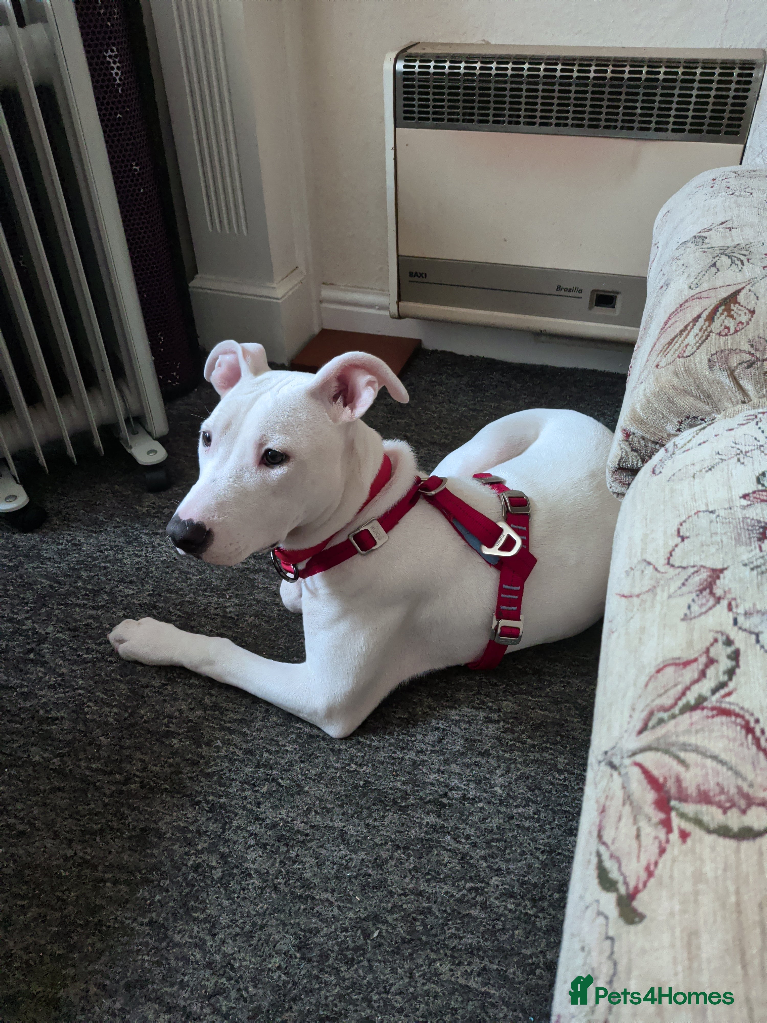 Lurcher dogs Suluki bull greyhound x bulldog female  - Advert 5