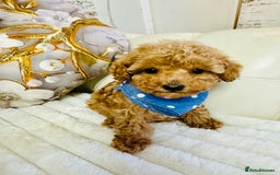 Maltipoo dogs for sale: Exquisite tiny F1 Toy Maltipoo puppies 🐶 🧸  - Image 20