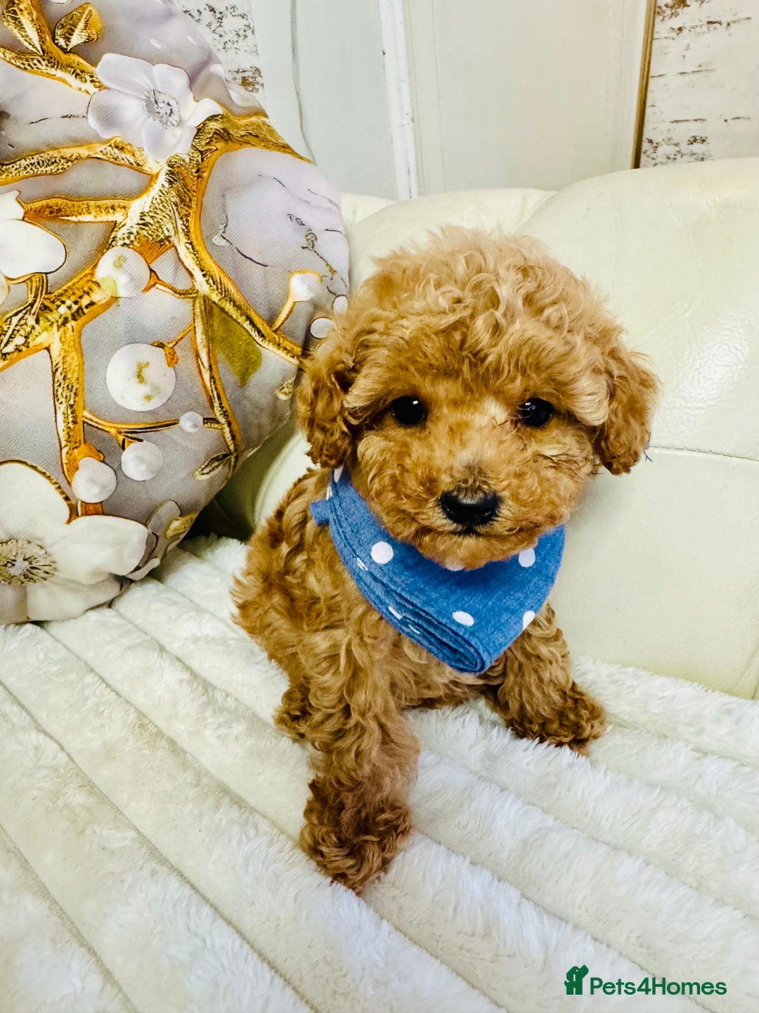 Maltipoo dogs for sale: Exquisite tiny F1 Toy Maltipoo puppies 🐶 🧸  - Image 20