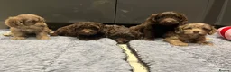 Cockapoo dogs for sale: ❤️Gorgeous F1 Cockapoo,❤️READY TO LEAVE ❤️ - Advert 18