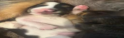 Mixed Breed dogs for sale: Jack Russell with 1/4 Yorki  - Advert 5