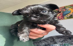 Griffon Bruxellois dogs for sale: Rough coated Brussels Griffon cross  - Image 3