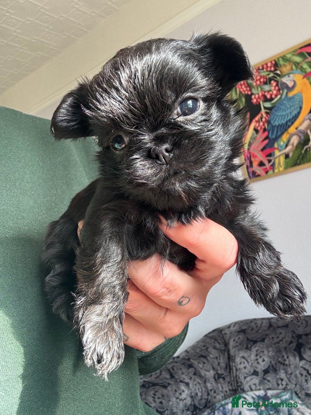 Griffon Bruxellois dogs for sale: Rough coated Brussels Griffon cross  - Image 3
